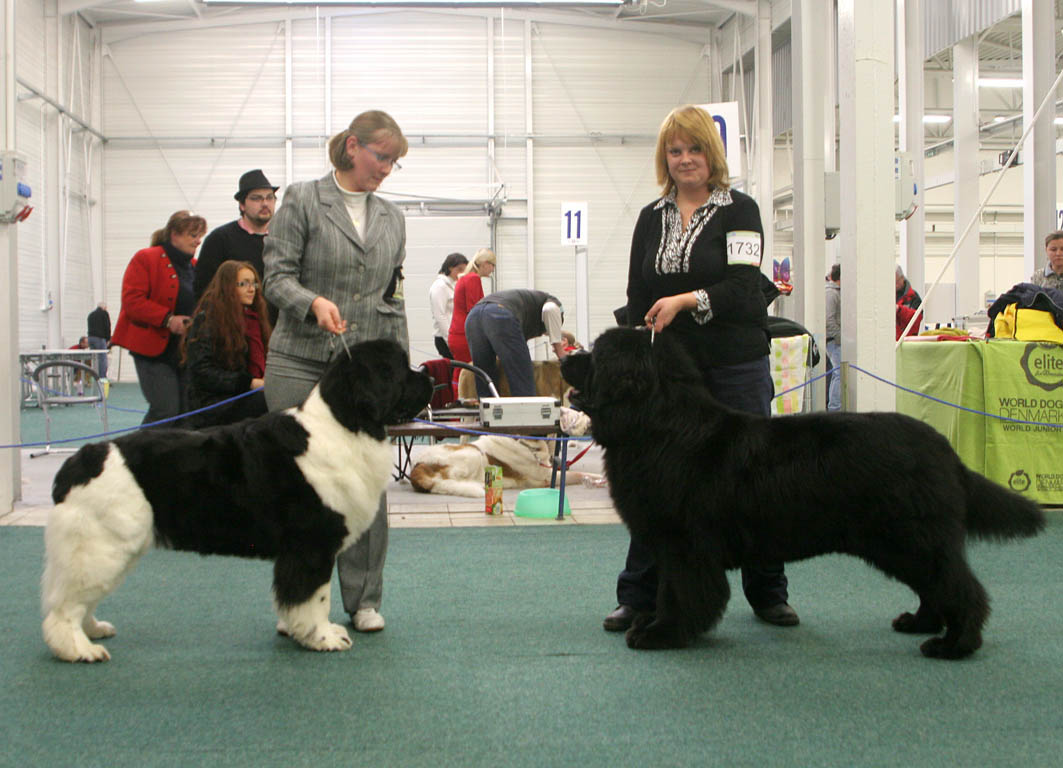 Fena CAC,CACIB,BOB- pes CAC, CACIB